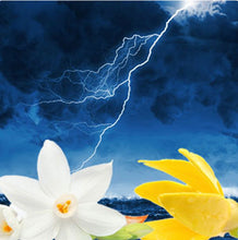 Load image into Gallery viewer, Organic Body Butter w/Fragrance Oil 6oz