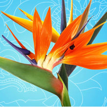 Load image into Gallery viewer, Organic Body Butter w/Fragrance Oil 6oz